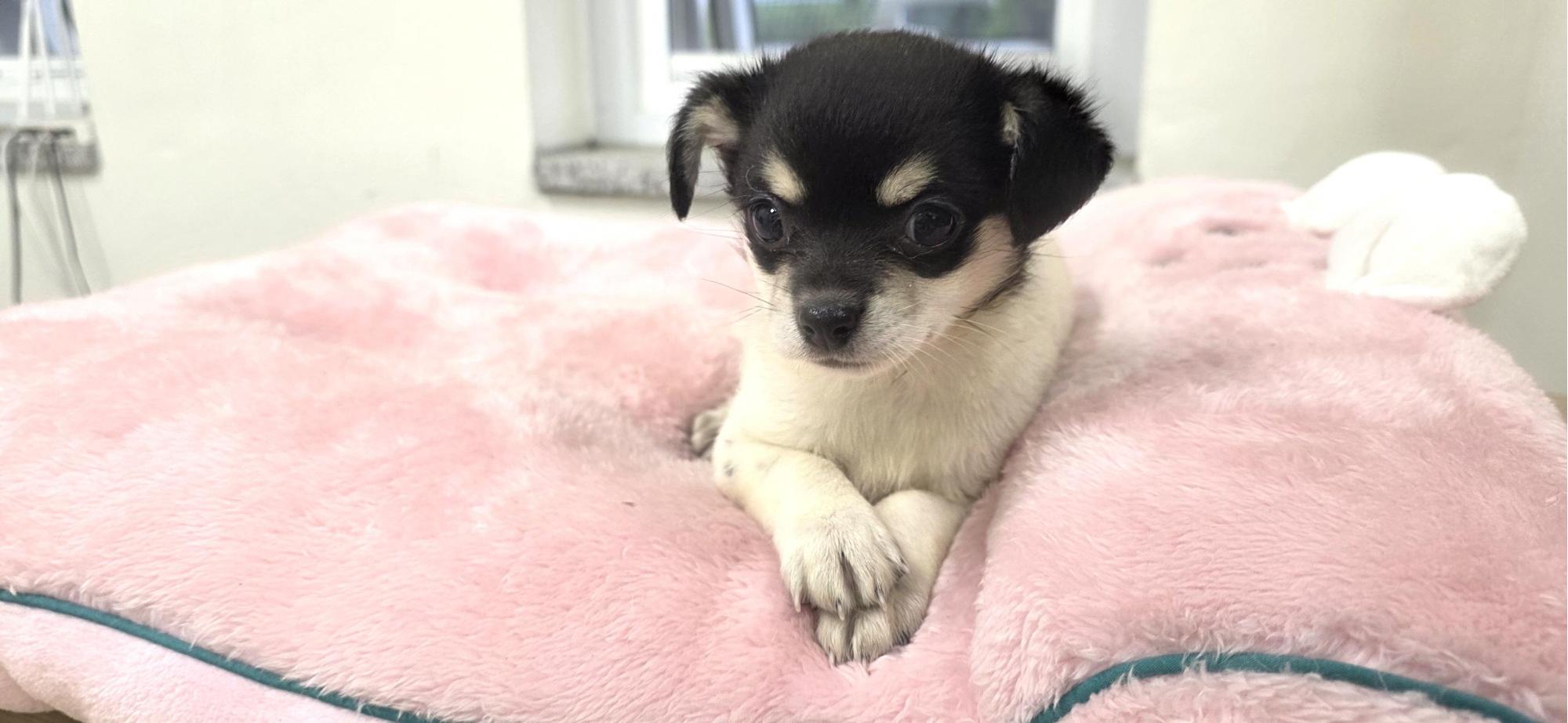 보호중 믹스견의 가…